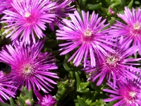 Delosperma